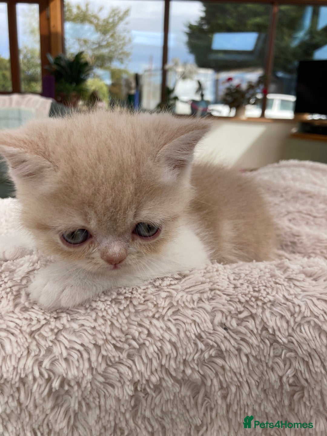 Exotic cats for sale: Exotic pedigree kittens  - Image 13