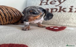Miniature Dachshund dogs for sale: Miniature smooth dachshund puppies ready now - Image 1