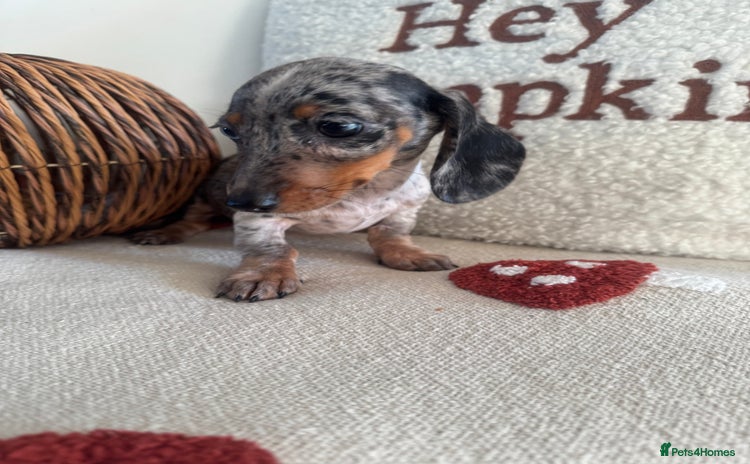 Miniature Dachshund dogs - Advert 14