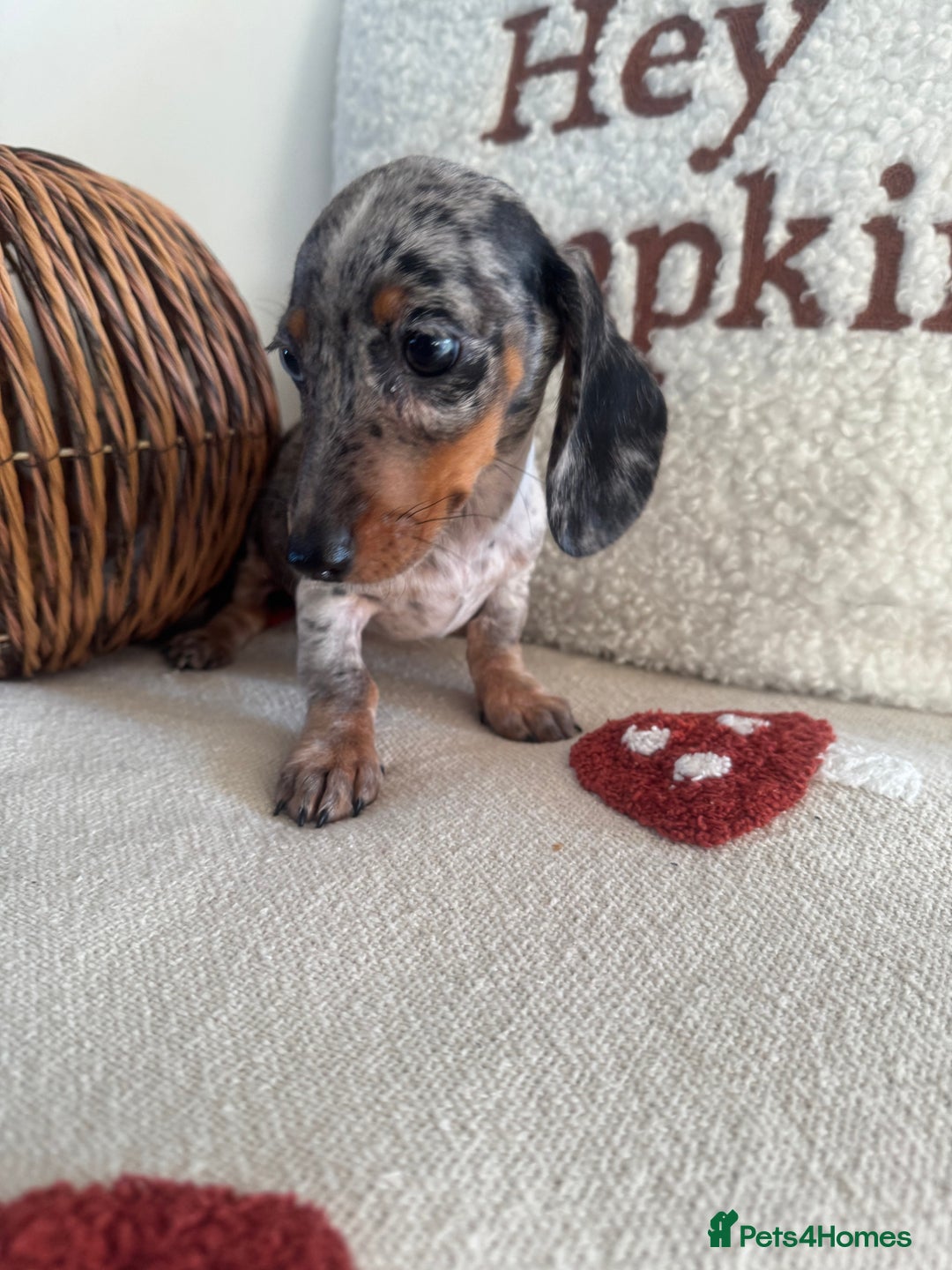 Miniature Dachshund dogs for sale: Miniature smooth dachshund puppies ready now - Image 1