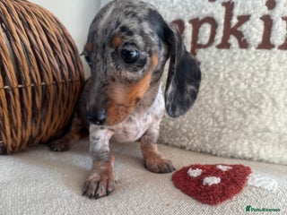 Miniature Dachshund dogs - Advert 20