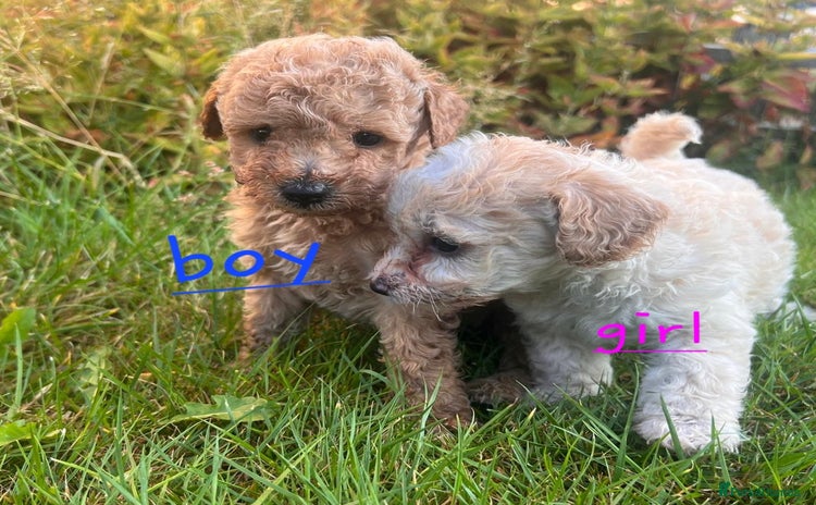 Maltipoo dogs - Advert 2