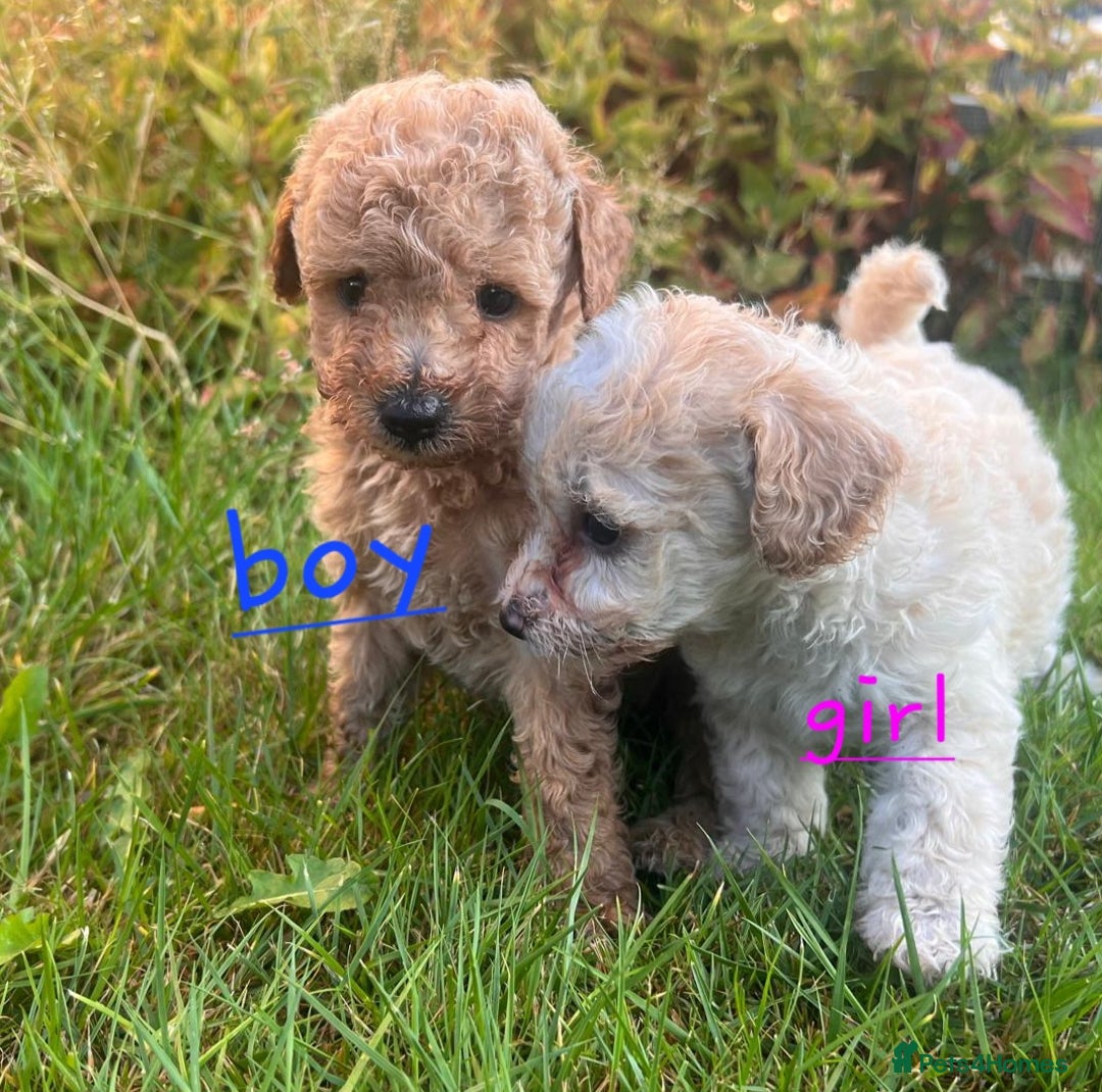Maltipoo dogs for sale:  multipoo baby's for sale  - Image 8