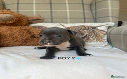 Staffordshire Bull Terrier dogs for sale: STAFFORDSHIRE BULL TERRIERS💚 - Image 13