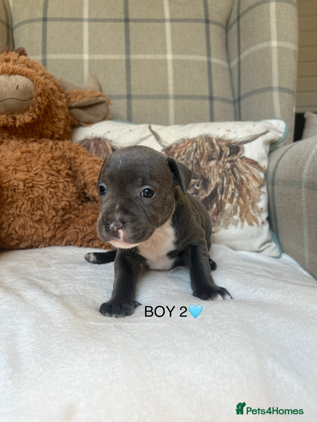 Staffordshire Bull Terrier dogs for sale: STAFFORDSHIRE BULL TERRIERS💚 - Image 13