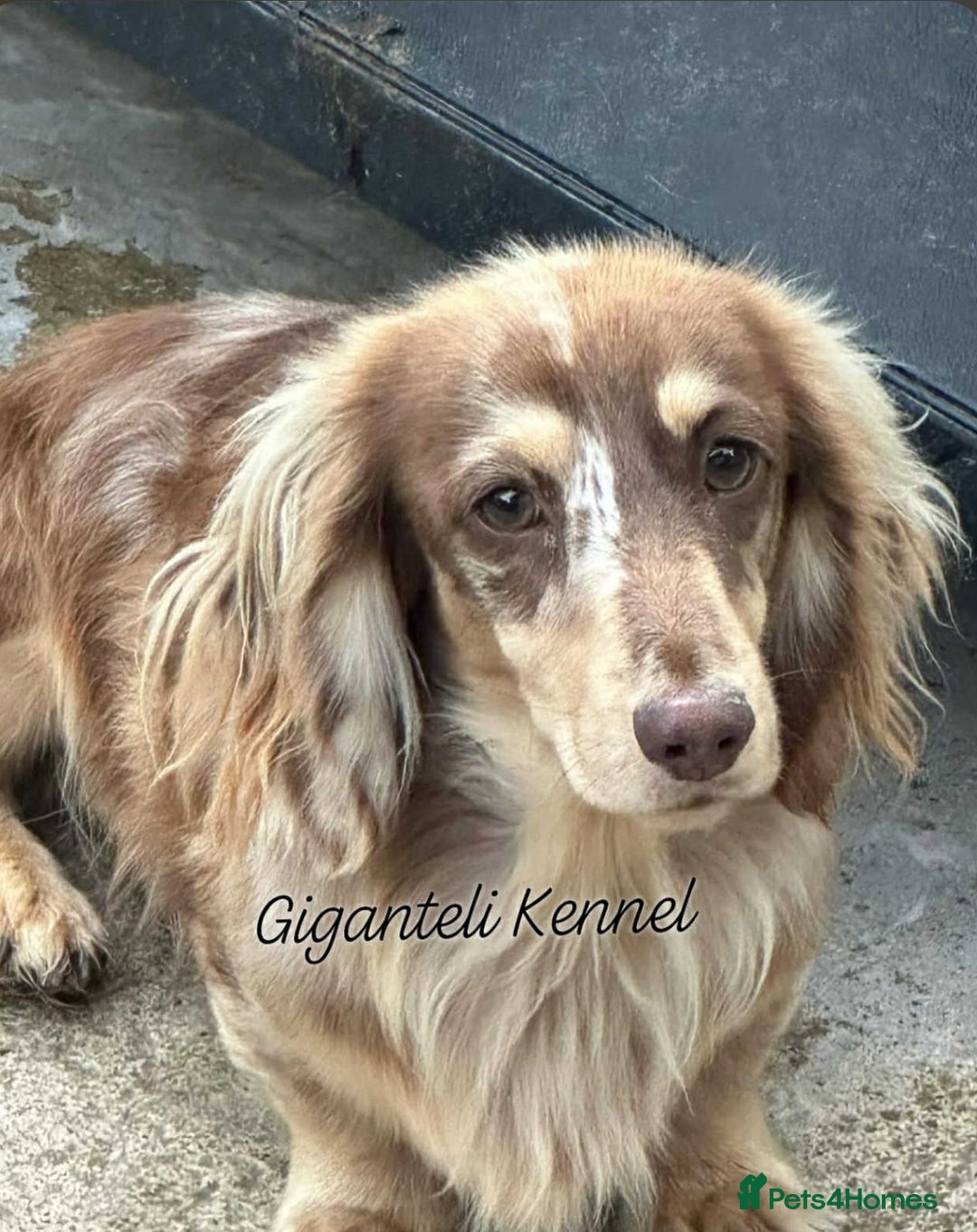 Miniature Dachshund dogs for sale: Outstanding long haired dachshund - Image 11