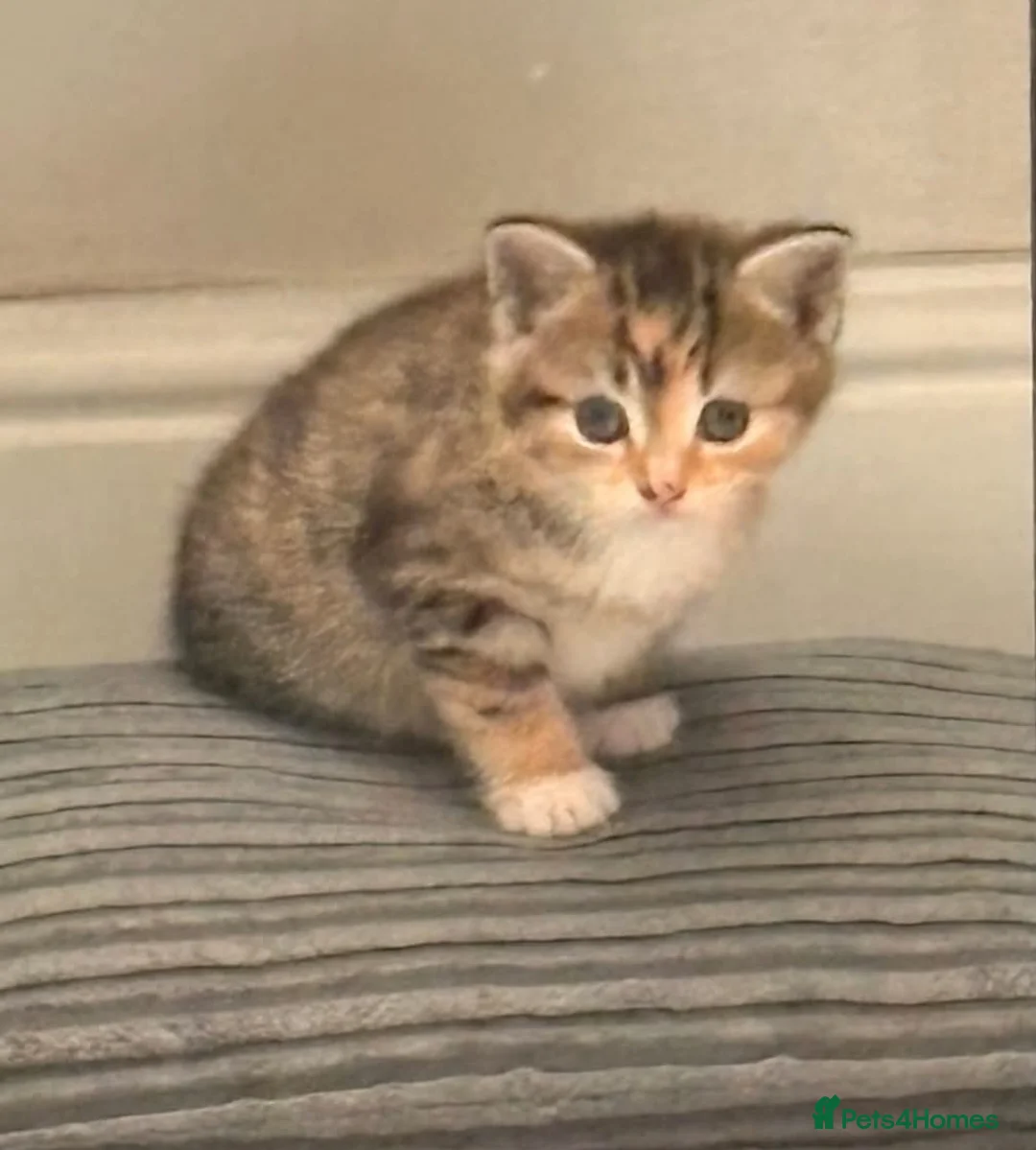 Mixed Breed cats for sale: Beautiful kittens ready today  - Advert 1