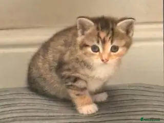 Mixed Breed cats Beautiful kittens ready today - Advert 3