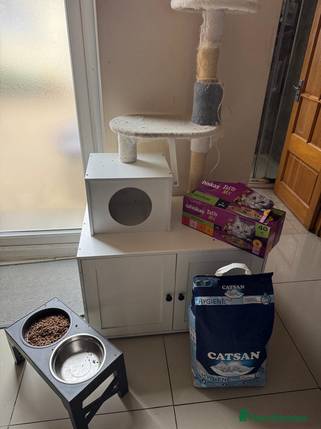 Turkish Angora cats for sale: Turkish Angora Cat  - Advert 3