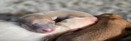 Whippet dogs for sale: KC Registered Small Whippet Puppies  - Advert 15