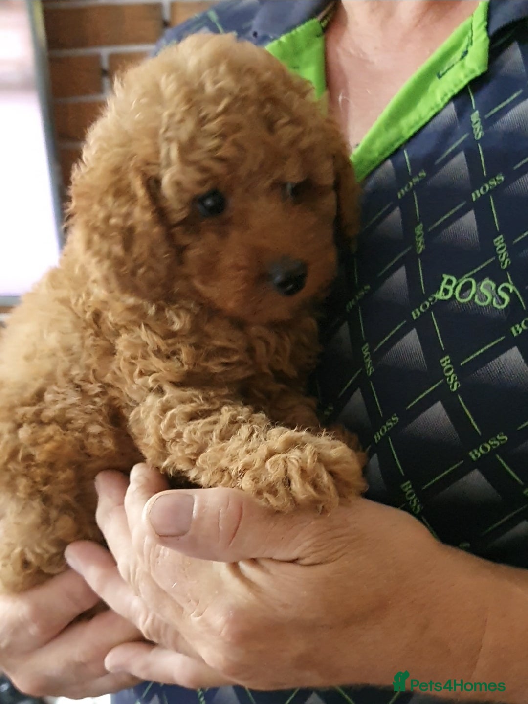 Toy Poodle dogs for sale: KC Toy Poodles, health tested, champion bloodline - Image 12