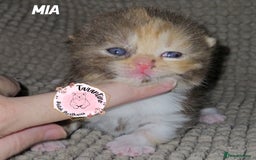 British Shorthair cats for sale: GCCF REGISTERED BRITISH SHORTHAIR KITTENS  - Image 2