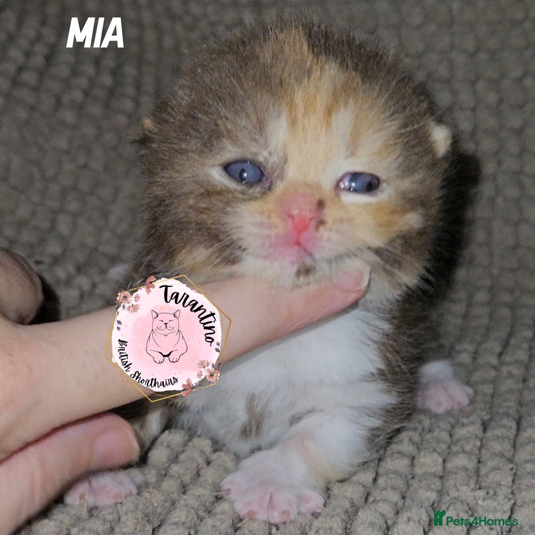 British Shorthair cats for sale: GCCF REGISTERED BRITISH SHORTHAIR KITTENS  - Image 2