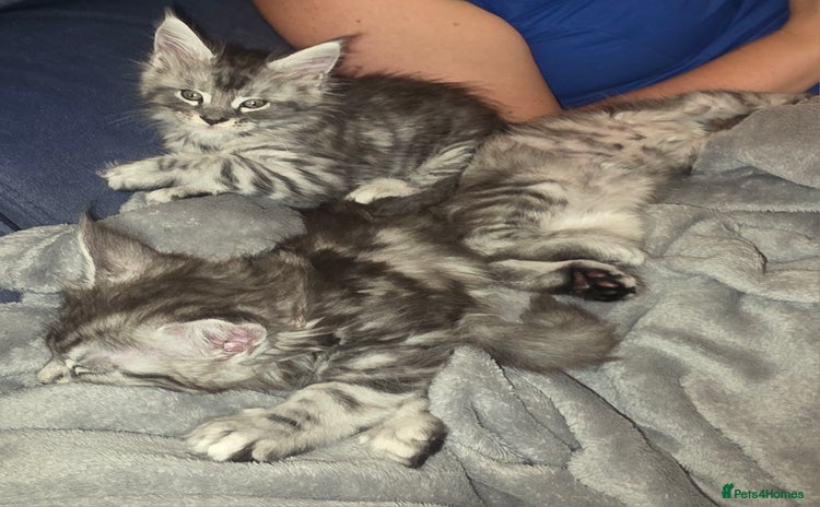 Maine Coon cats - Advert 6