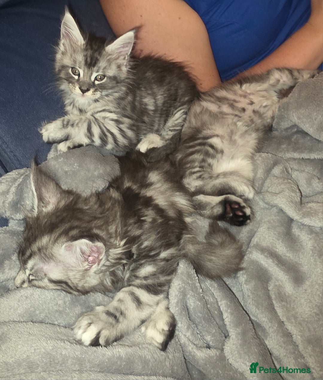 Maine Coon cats for sale: Xl Maine coon kittens  - Image 1