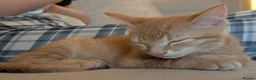 Domestic Shorthair cats for sale: 2 ginger Tabby male kittens - Advert 4