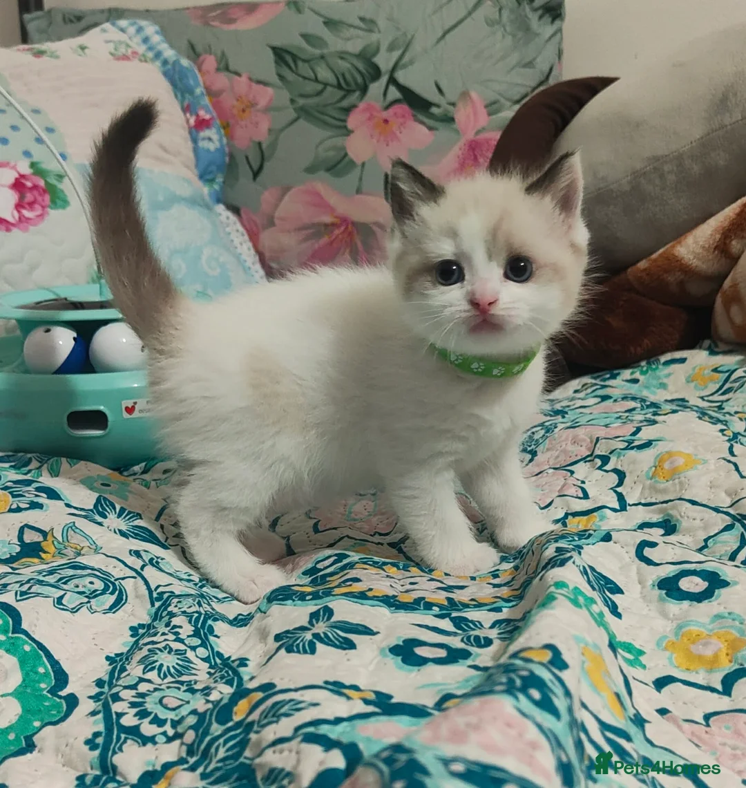 Ragdoll cats for sale: Give Your Heart a Friend-Beautiful Ragdoll Kittens - Advert 9