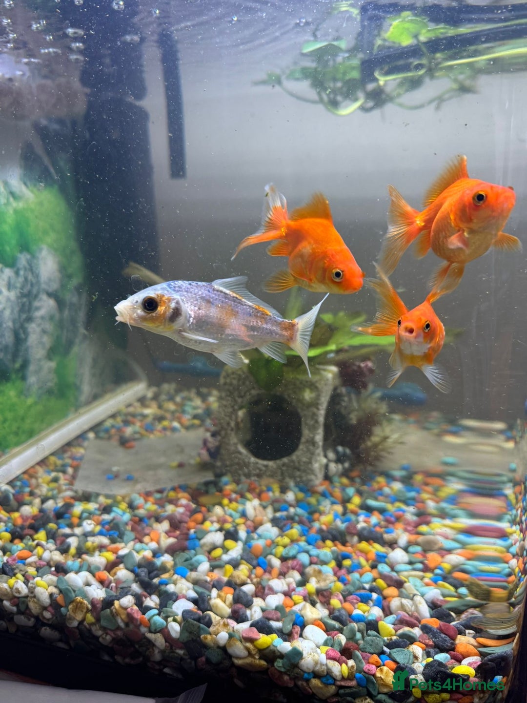 Koi Carp fish for sale: Koi carp - Image 1
