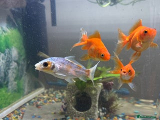 Koi Carp fish - Advert 36