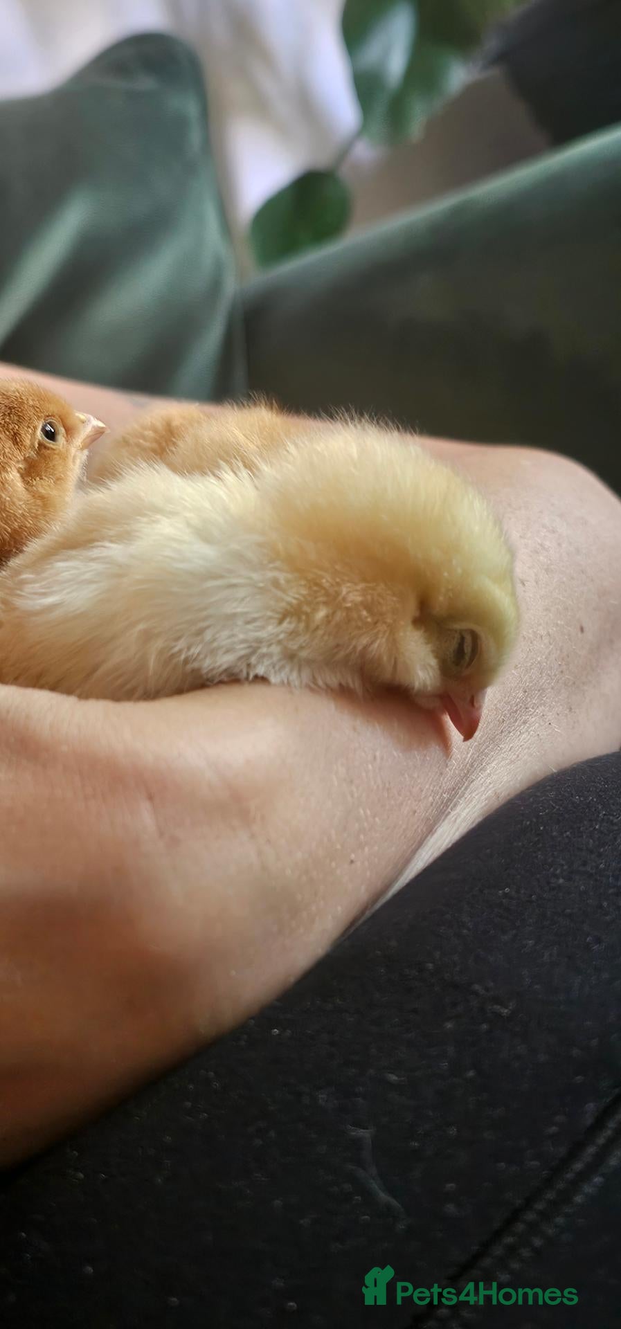 Chickens poultry Hybrid Chicks For Sale - Advert 1