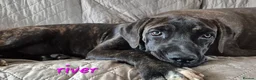Cane Corso dogs for sale: 🐾 5 BEAUTIFUL CANE CORSO PUPPIES • 5 MONTHS in Swindon - Advert 4