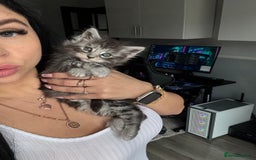 Maine Coon cats for sale: Russian XL maine coons!❤️ready to leave next week! - Image 4