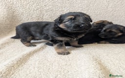 German Shepherd dogs for sale: 💛 German Shepherd Puppies – Full Pedigree Parents - Image 5