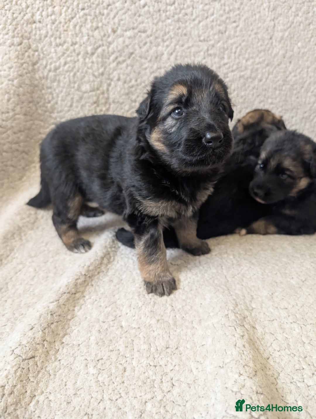 German Shepherd dogs for sale: 💛 German Shepherd Puppies – Full Pedigree Parents - Image 5