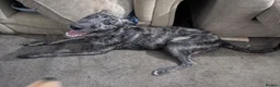 Lurcher dogs for sale: Rogue. Beautiful Working Stock Male Lurcher  - Advert 6
