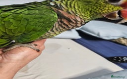 Parrots birds for sale: Vinaceous Breasted Amazon - Image 5