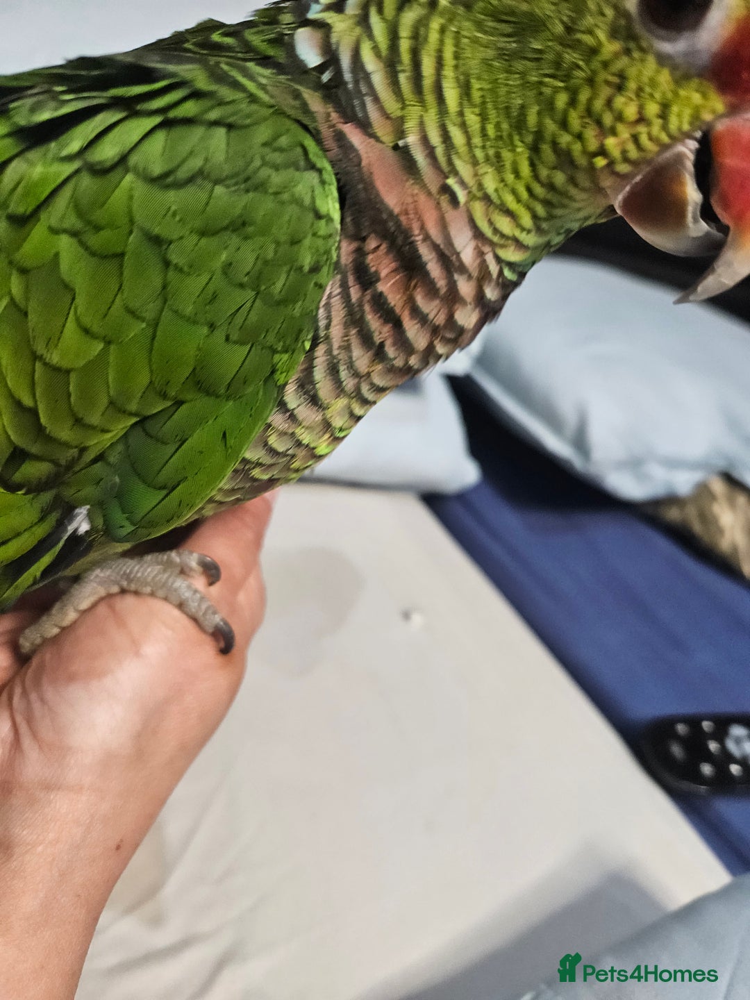 Parrots birds for sale: Vinaceous Breasted Amazon - Image 5