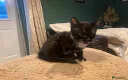 Bengal cats for sale: Bengal x - Image 9
