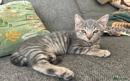 Domestic Shorthair cats for sale: Beautifully bonded brother & sister to go together - Image 17