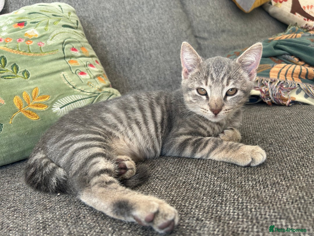 Domestic Shorthair cats for sale: Beautifully bonded brother & sister to go together - Image 17