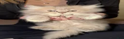 Persian cats for sale: 2 Persian kittens  - Advert 5