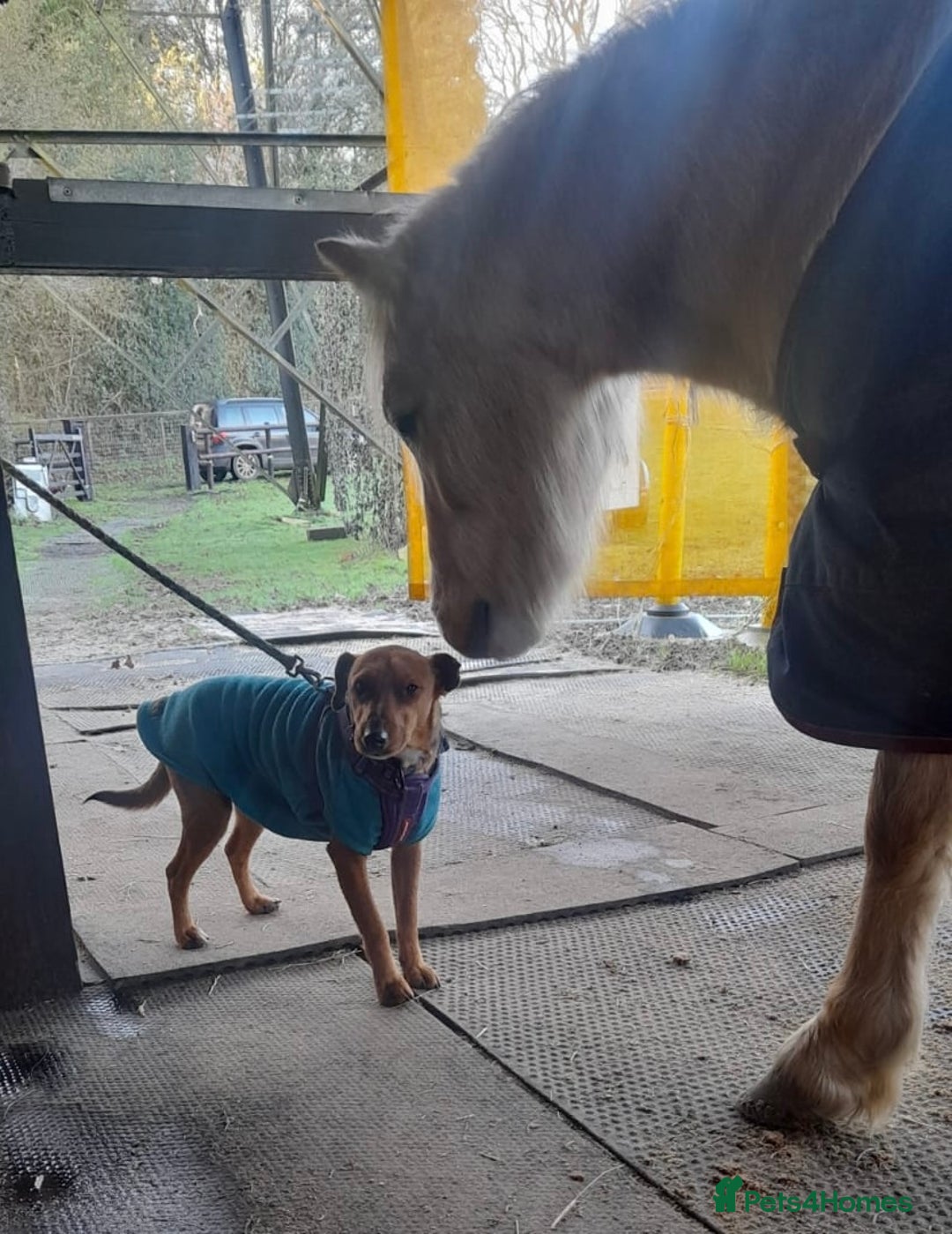 Fox Terrier dogs for adoption: Sweet Felix Needs LOVE - Advert 15