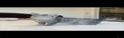 Mixed Breed cats for sale: Beautiful British Shorthair Cross Kittens  - Advert 8