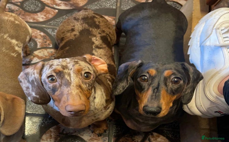 Miniature Dachshund dogs - Advert 8