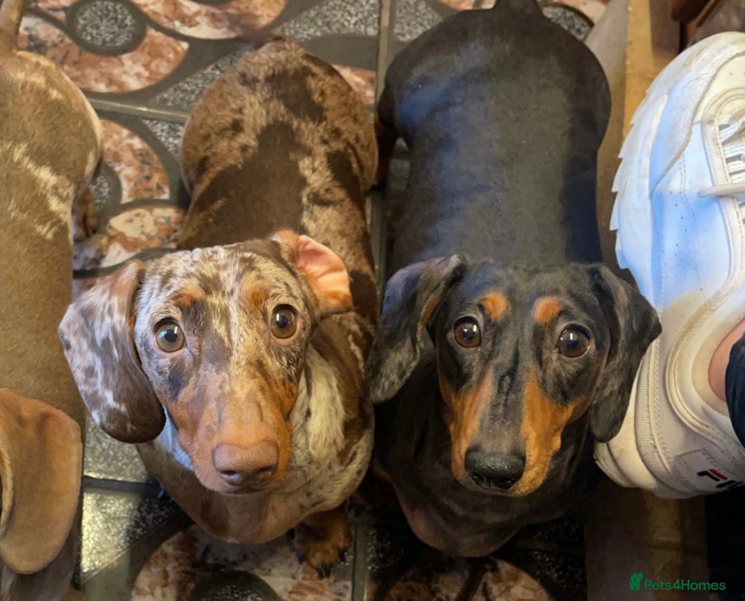 Miniature Dachshund dogs for sale: Two miniature dachshunds. Sister and brother  - Image 1