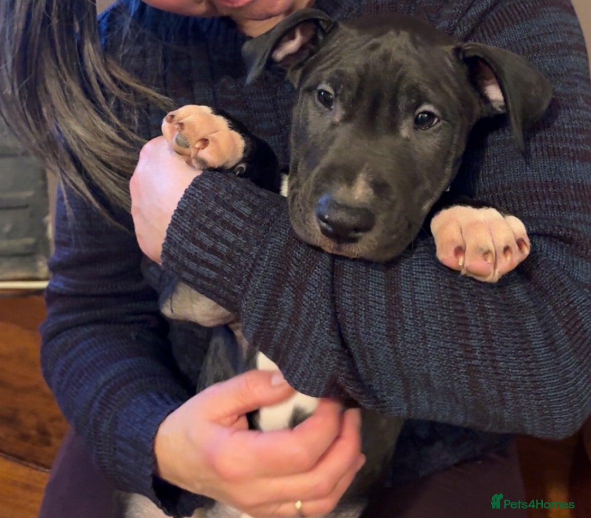Mixed Breed dogs Black and white english bull terrier cross - Advert 1