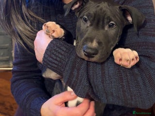 Mixed Breed dogs Black and white english bull terrier cross - Advert 1