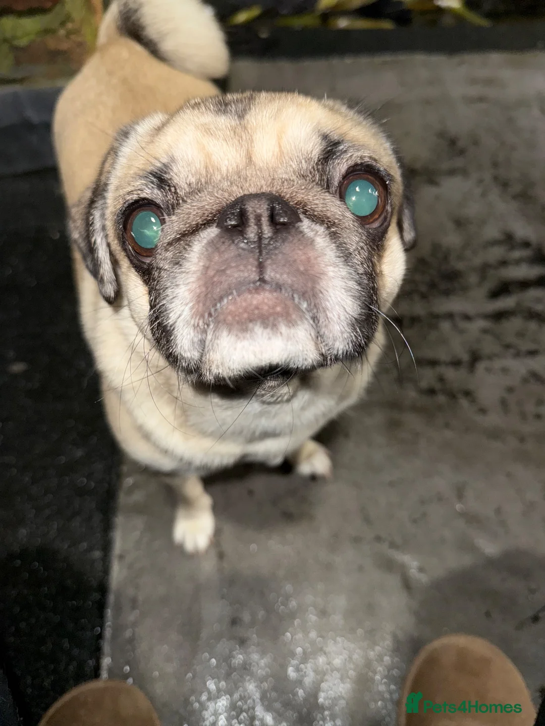 Pug dogs for sale: Winnie 🌻  in Ellesmere Port - Advert 2