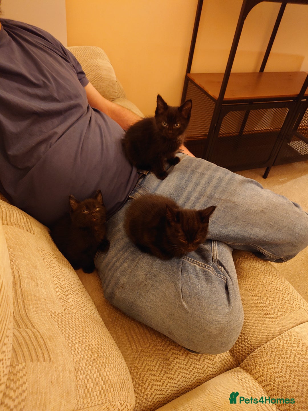 British Shorthair cats for sale: 2 Beautiful black with white bits kittens - Image 1