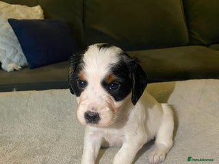 Cocker Spaniel dogs Cocker Spaniel Puppies - Advert 3