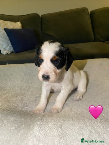 Cocker Spaniel dogs Cocker Spaniel Puppies - Advert 1