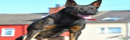 Belgian Shepherd Dog dogs for sale: EXCEPTIONAL WORKING LINE SHEPHERDS! - Advert 7