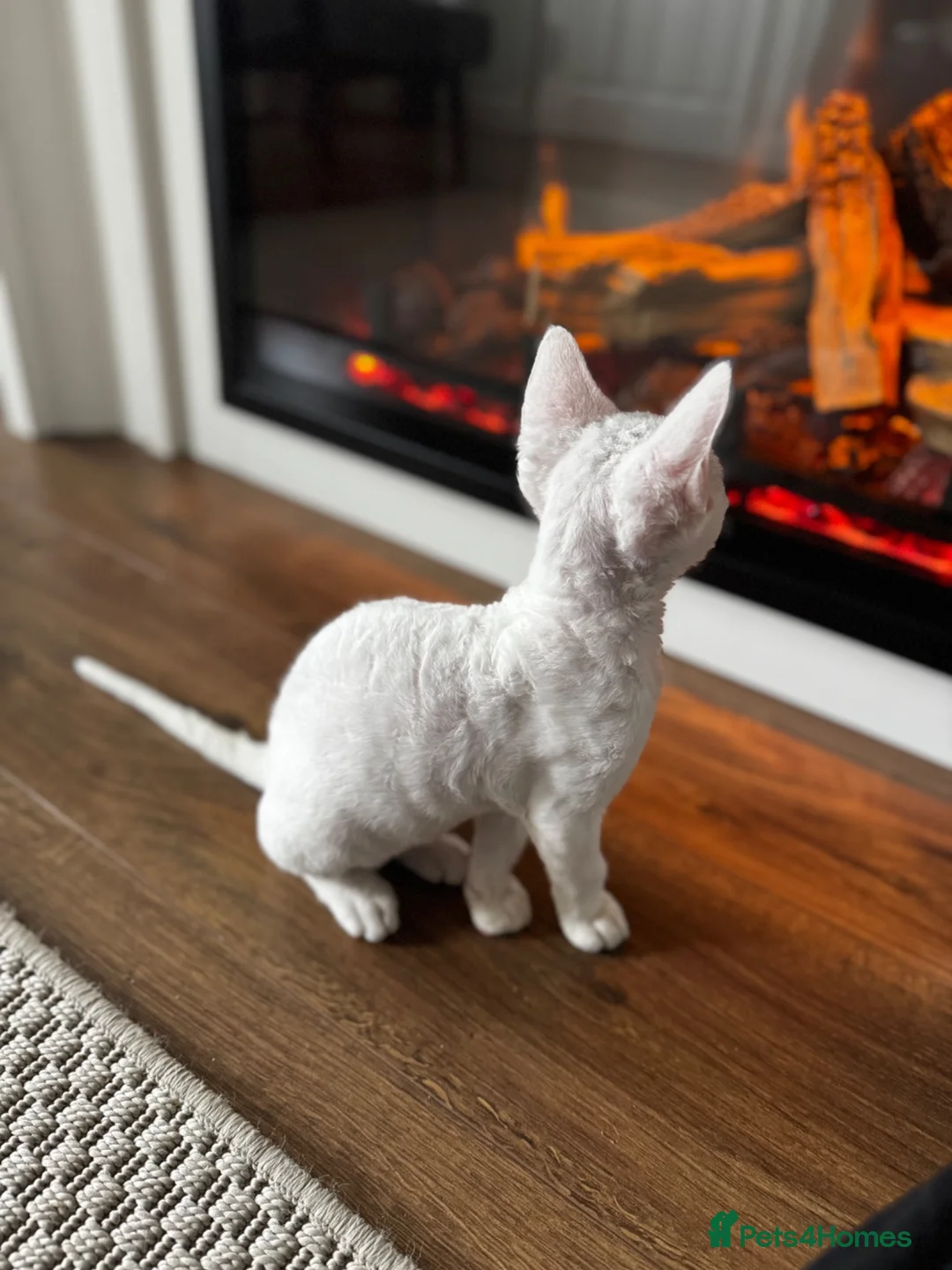 Devon Rex cats for sale: Stunning White Devon Rex Boy - Advert 21