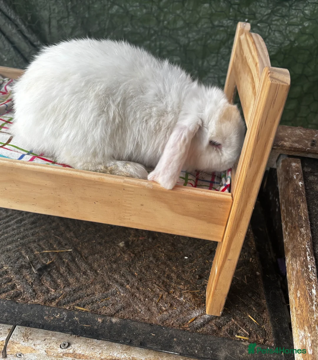 Mini Lop rabbits for sale: Mini lops  - Advert 1