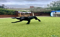 Labrador Retriever dogs for sale: Stunning litter of Black Labrador puppies  in Lydbury North - Image 8