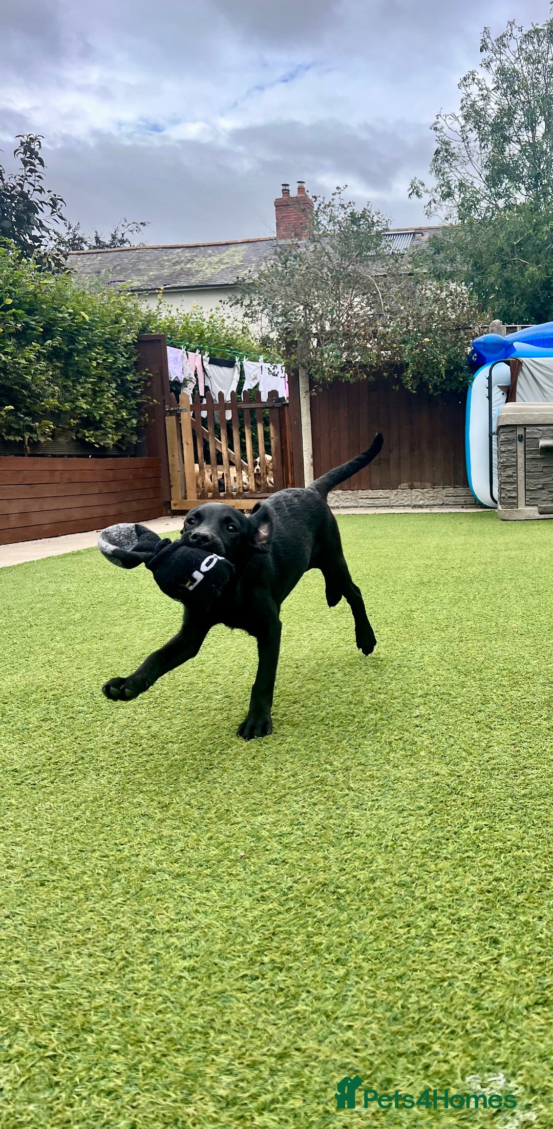 Labrador Retriever dogs for sale: Stunning litter of Black Labrador puppies  in Lydbury North - Image 8